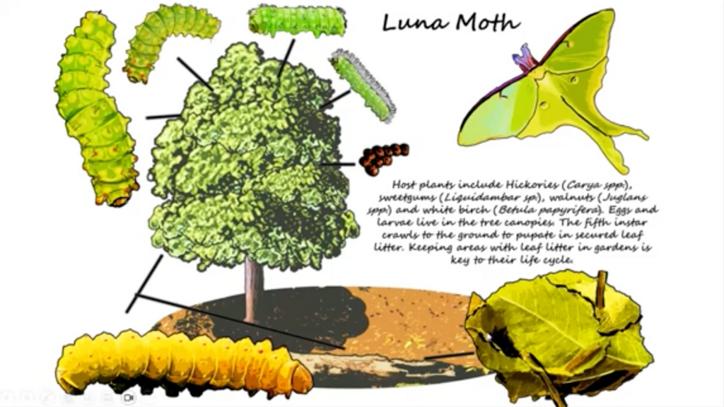 Drawing of tree with Luna moth, caterpillar and egg mass, along with leaves 