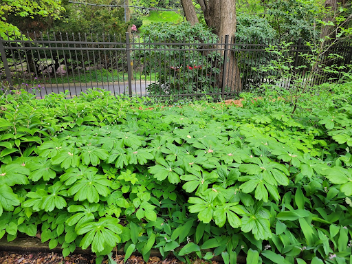 Patch of Mayapples (Podophyllum Peltatum). The mayapples are 2-3ft tall and the blooms are hidden under the leaves are visible at the base of the "v" where two leaves are branching.