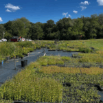 A view of the many native plants offered by Bona Terra Nursery.