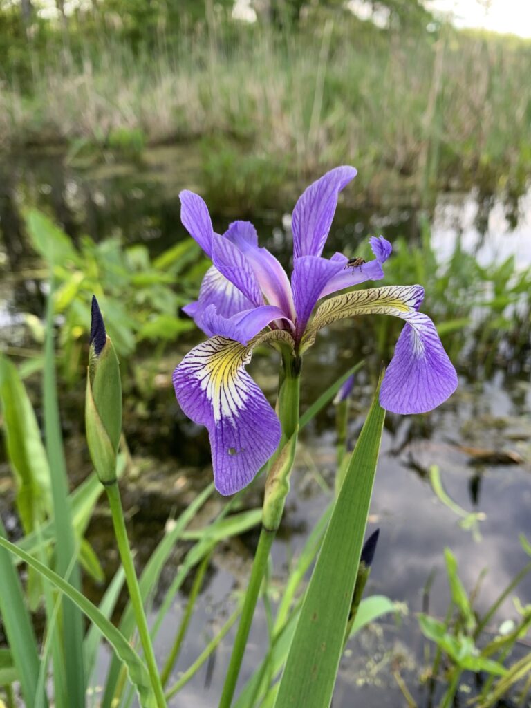 A beautiful blue flag iris (Iris veriscolor) in bloom. The background is a body of water. A beautiful blue flag iris (Iris veriscolor) in bloom. The background is a body of water.