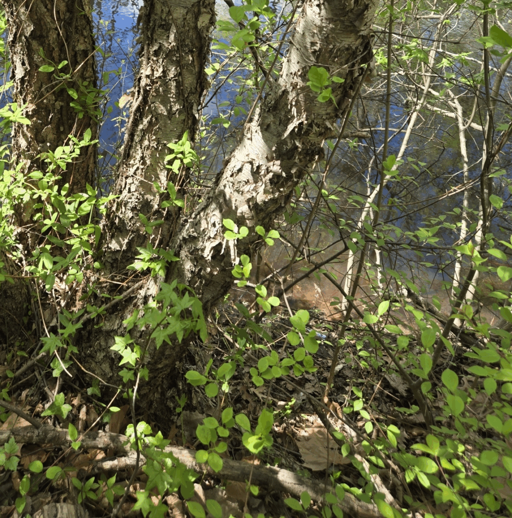 A multi-trunked river birch (Betula nigra) growing by a body of water. A multi-trunked river birch (Betula nigra) growing by a body of water.
