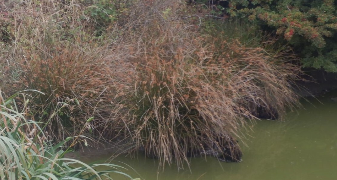 A series of soft rushes (Juncus effusus) growing by a body of water. A series of soft rushes (Juncus effusus) growing by a body of water.