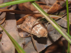 A bicolored sallow moth camouflaged among leaf litter and grass. A bicolored sallow moth camouflaged among leaf litter and grass.
