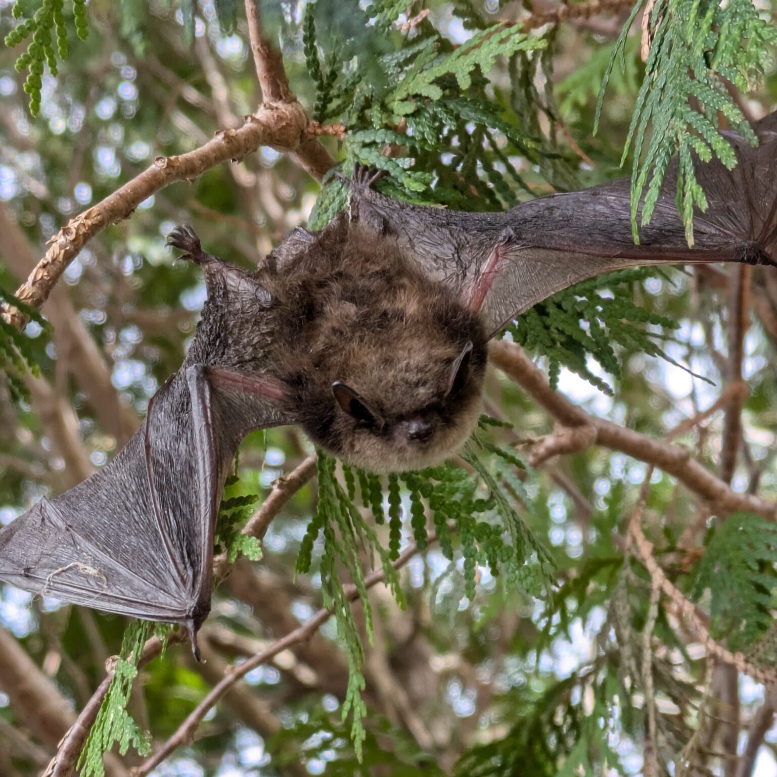 Little brown bat hanging from a tree branch. Little brown bat hanging from a tree branch.