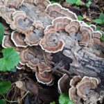Turkey tail mushrooms growing on a fallen log.