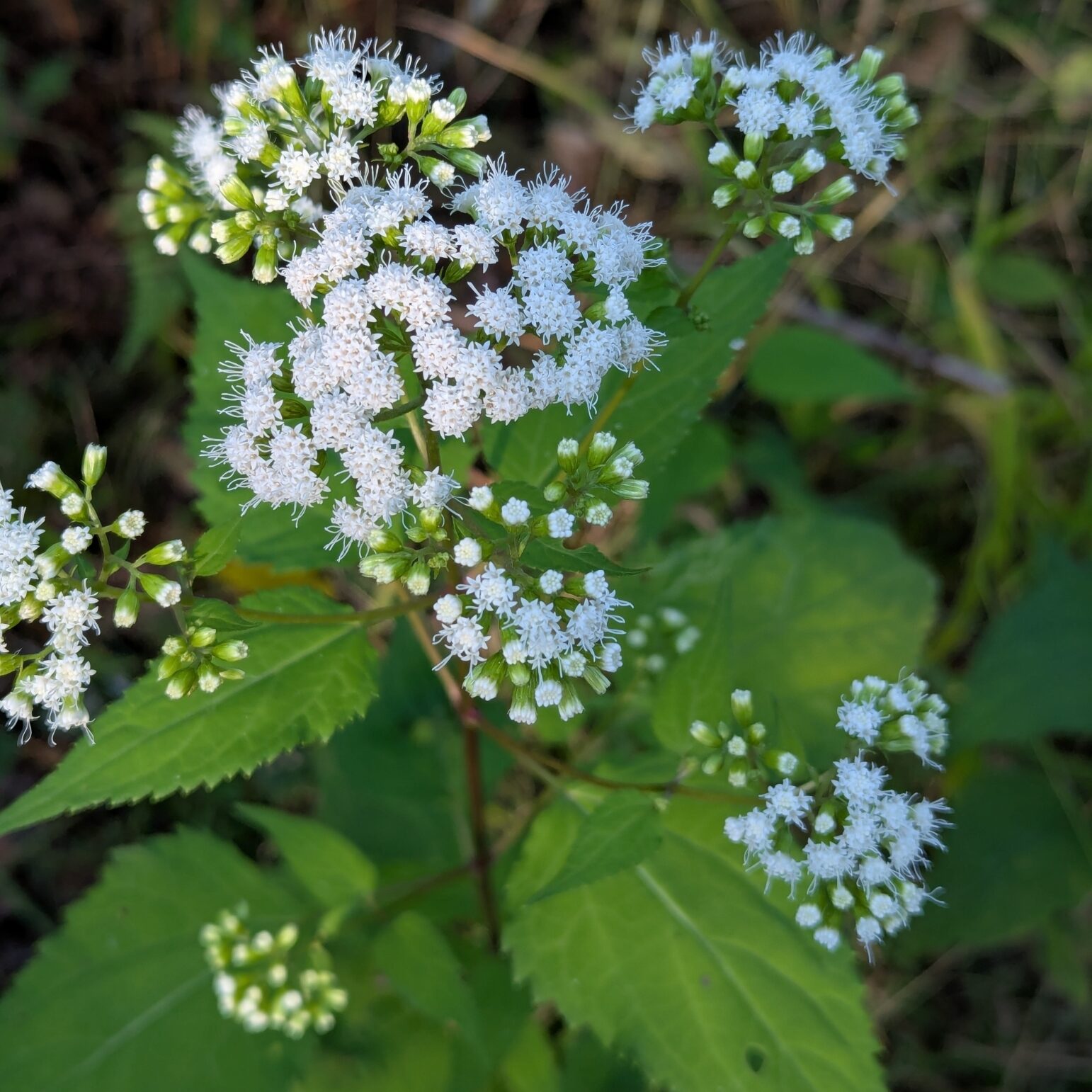 White snakeroot in full bloom. White snakeroot in full bloom.