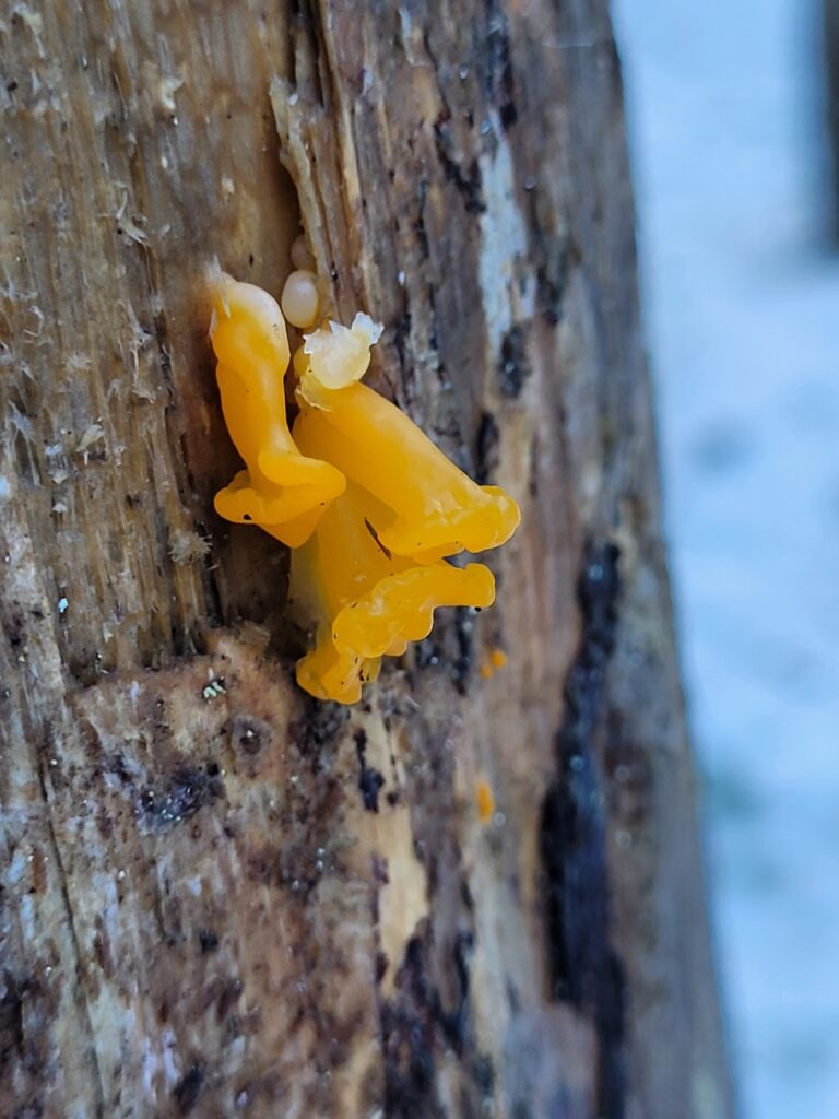 Witch's butter growing on wood. Witch's butter growing on wood.