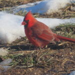 Cardinal foraging for seeds under snow.