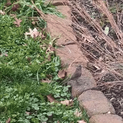 A Dark-eyed Junco hops up to the top of a Little Bluestem stem. It manages to bend the stem downward and rides it to the ground, pulling a full raceme of seed-bearing spikelets with it. Settled comfortably, the bird then plucks seeds from the spikelets to eat.