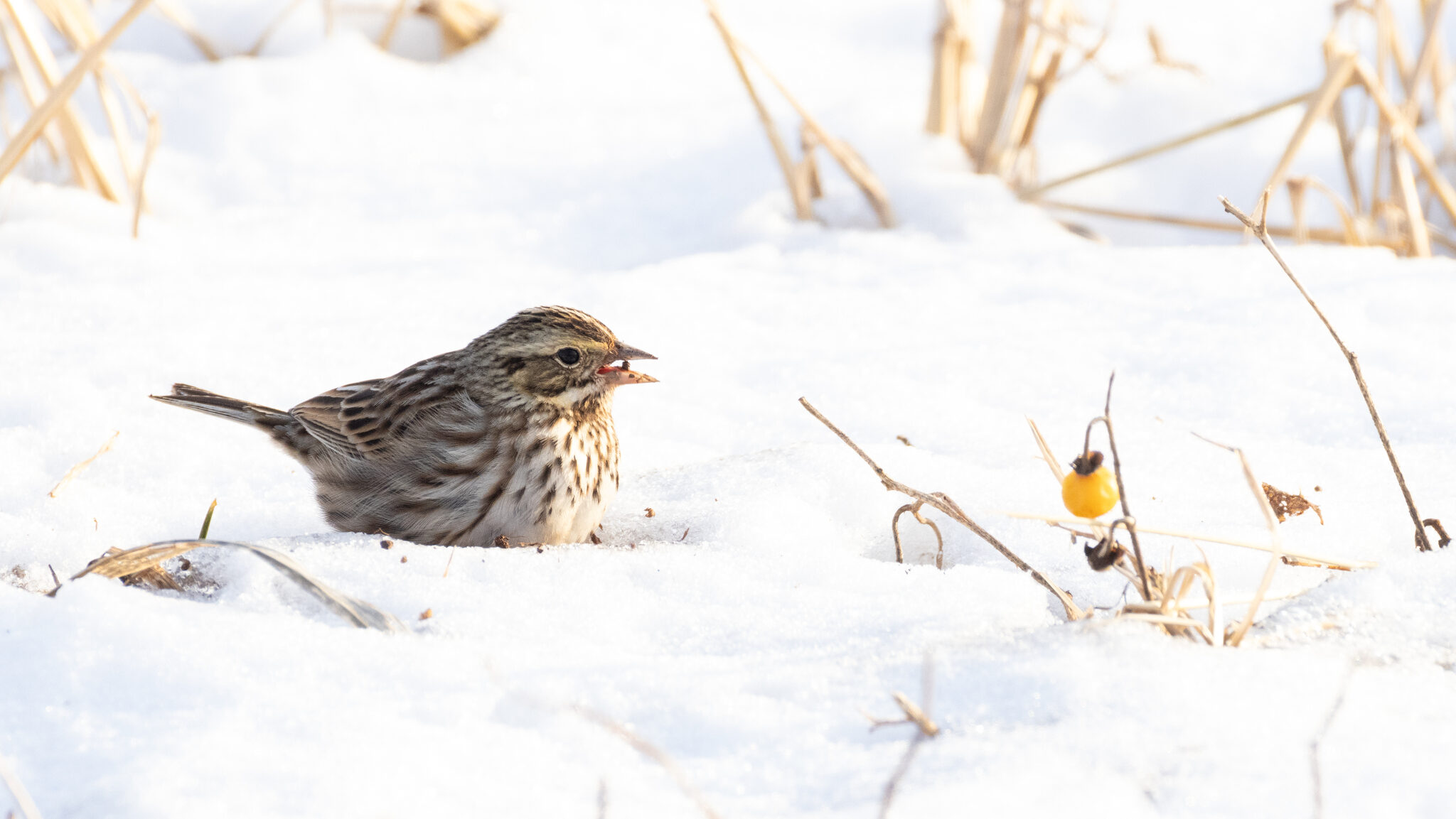 Savannah Sparrow (foraging for seeds in snow) - Photo by andywilson via iNaturalist (CC0)