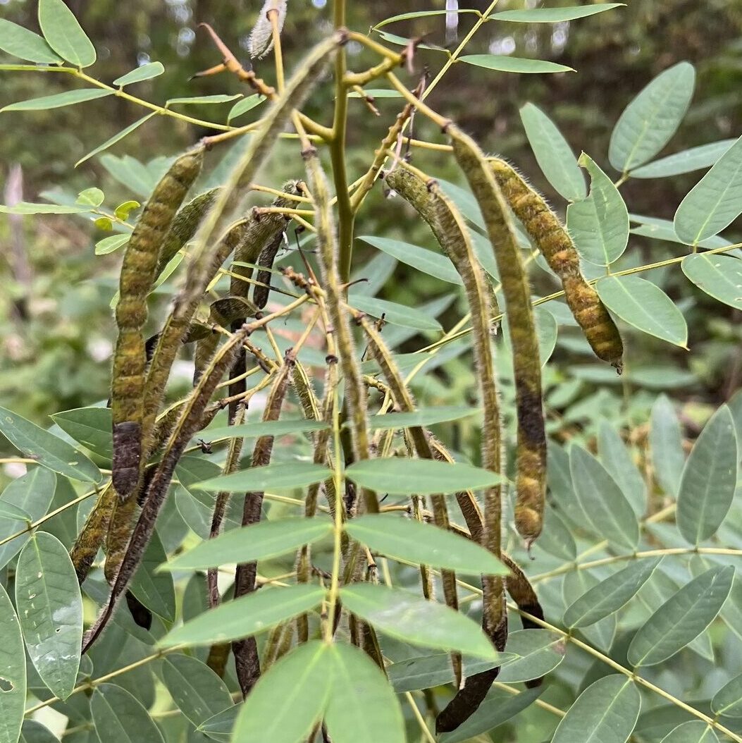 Wild Senna (seedpods) - Photo by andywilson via iNaturalist (CC0)