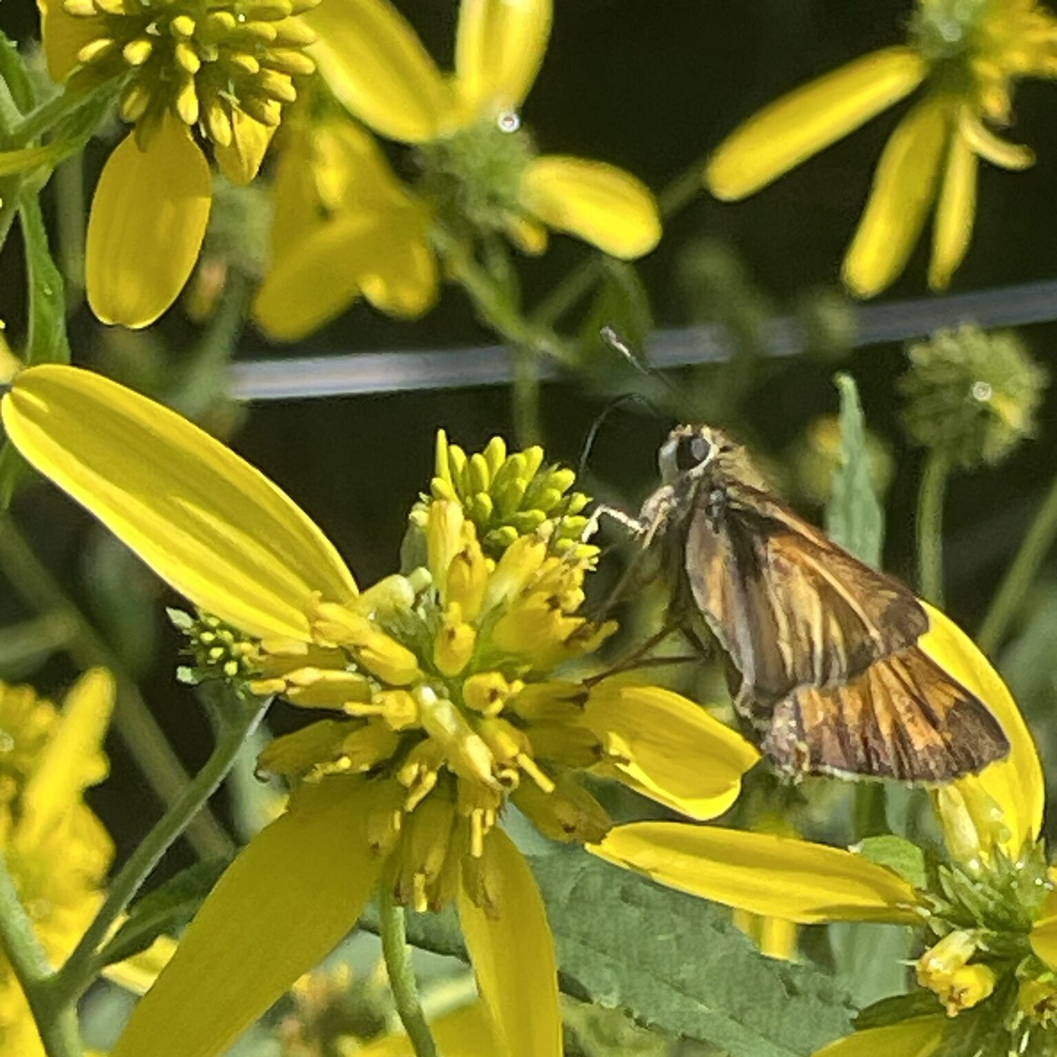 Wingstem - Photo by andywilson via iNaturalist (CC0)