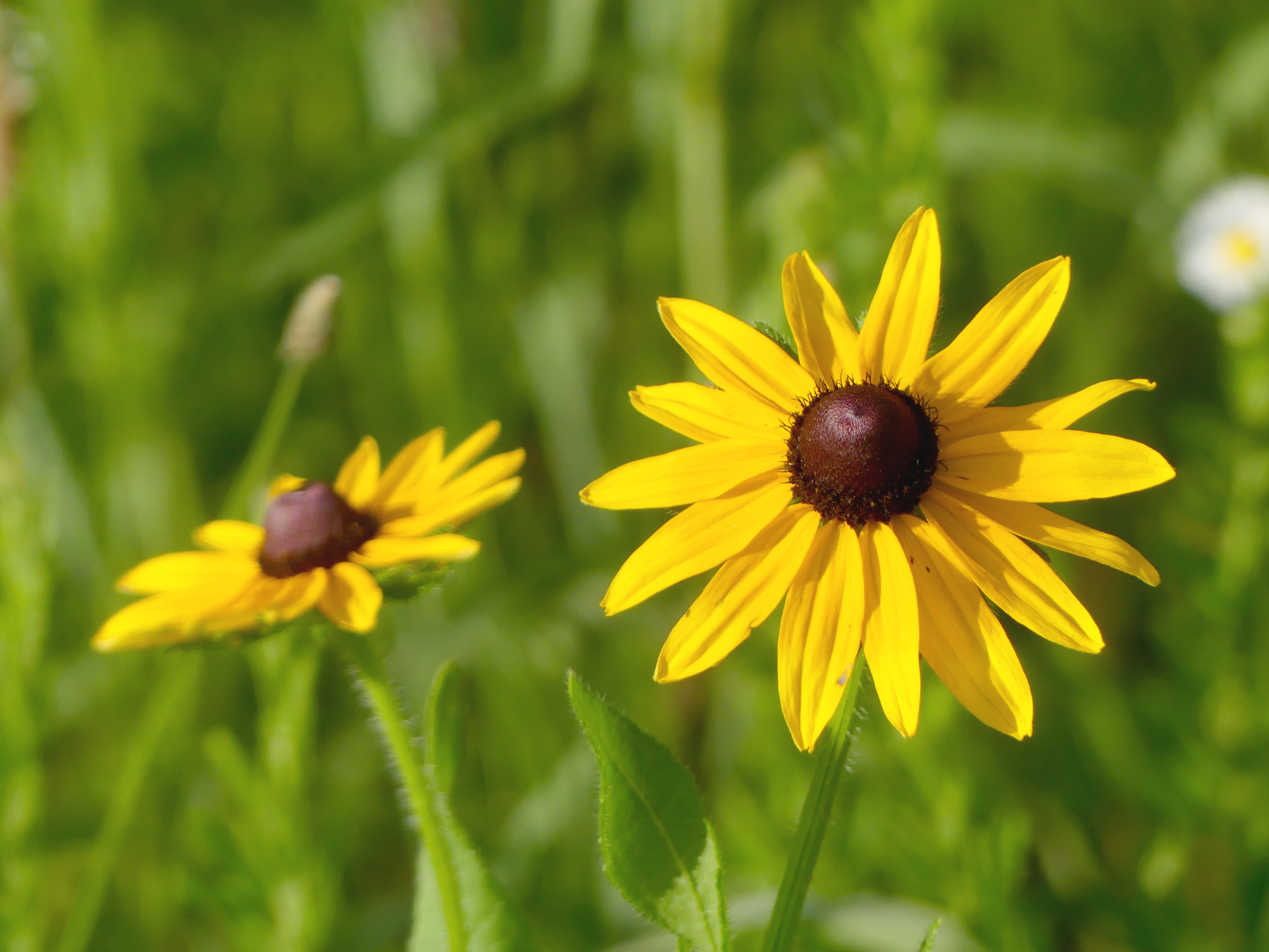 Two Black-Eyed Susan (Rudbeckia hirta) blooms.